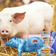  Xenotrapianti, la sfida globale tra USA e Cina: a rimetterci sono sempre gli animali