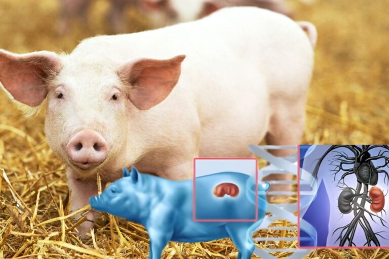  Xenotrapianti, la sfida globale tra USA e Cina: a rimetterci sono sempre gli animali