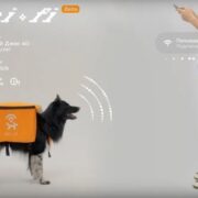 Cani randagi trasformati in hotspot: il progetto artistico che viola il benessere animale