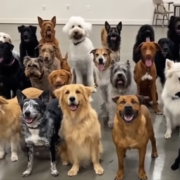 Quando i cani scelgono l’umano: cosa c’è di vero dietro il fenomeno “Let the Dog Choose”?