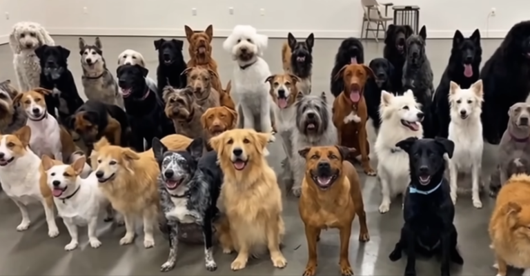 Quando i cani scelgono l’umano: cosa c’è di vero dietro il fenomeno “Let the Dog Choose”?