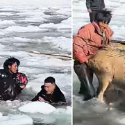Cina, sfida al gelo: l’incredibile salvataggio di tre cervi rari intrappolati nel fiume ghiacciato