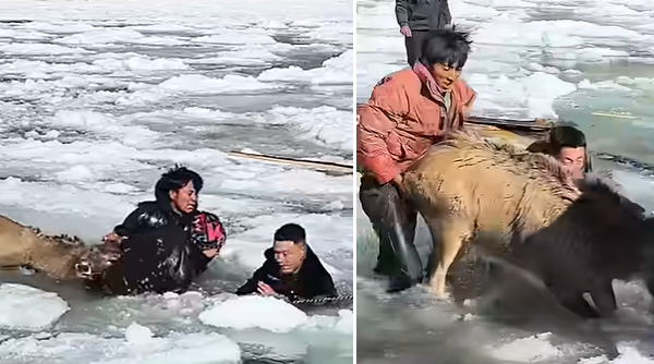 Cina, sfida al gelo: l’incredibile salvataggio di tre cervi rari intrappolati nel fiume ghiacciato