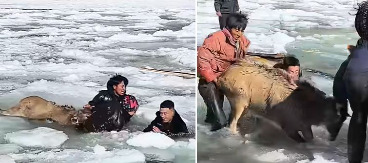 Cina, sfida al gelo: l’incredibile salvataggio di tre cervi rari intrappolati nel fiume ghiacciato