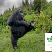 Il Gorilla “ballerino” vince il Nikon Comedy Wildlife Awards 2025