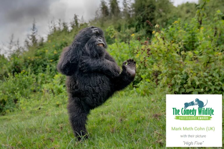 Il Gorilla “ballerino” vince il Nikon Comedy Wildlife Awards 2025