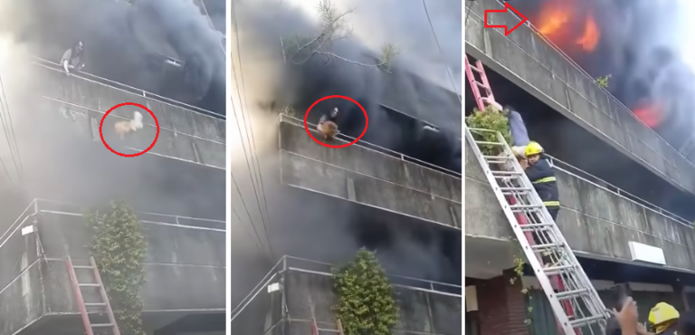 Rischia la vita per salvare i suoi cani da un vasto incendio