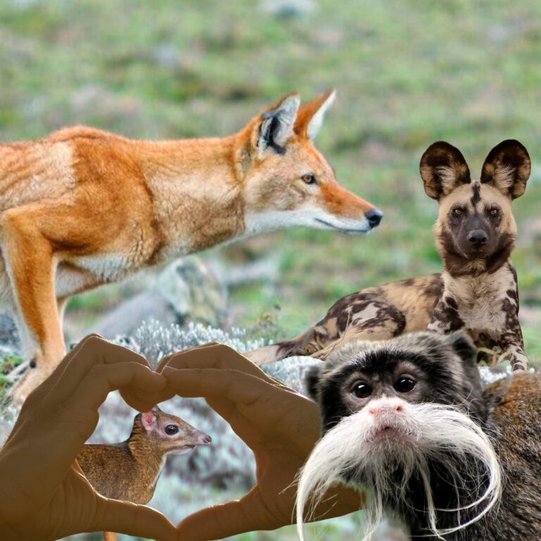 Classifica della monogamia, l’uomo in settima posizione: ecco gli animali più fedeli