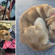 Gran Sasso: ritrovato vivo Pirat, uno dei due cani del polacco disperso