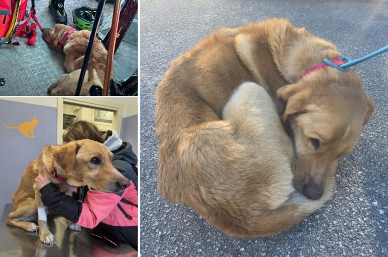 Gran Sasso: ritrovato vivo Pirat, uno dei due cani del polacco disperso