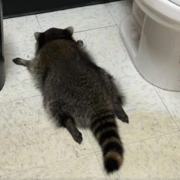 Il Procione “Ubriaco” mette a soqquadro un negozio di liquori in Virginia