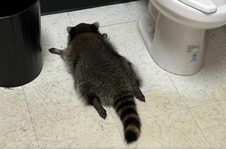 Il Procione “Ubriaco” mette a soqquadro un negozio di liquori in Virginia