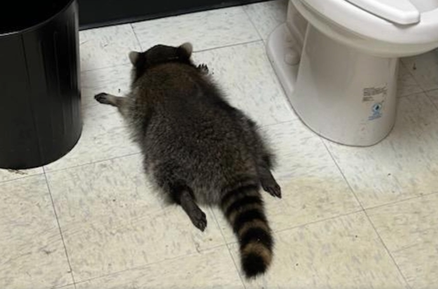 Il Procione “Ubriaco” mette a soqquadro un negozio di liquori in Virginia