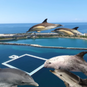 Apre in Puglia il primo centro riabilitativo dei cetacei detenuti in cattività