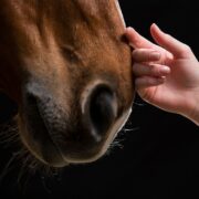 Cavalli e cani: scoperto un nuovo legame emotivo basato sull’olfatto