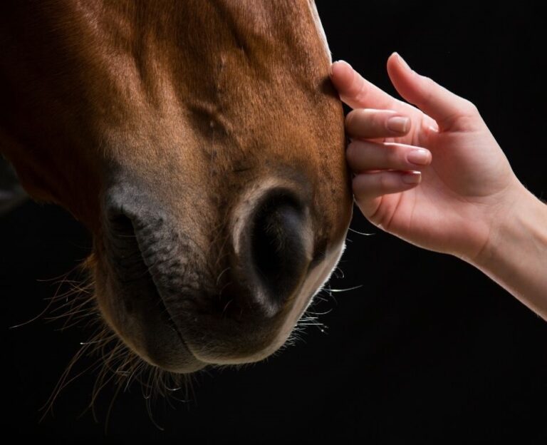 Cavalli e cani: scoperto un nuovo legame emotivo basato sull’olfatto