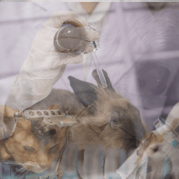 Milleproroghe, il Governo cancella dieci anni di tutele: l’Italia torna a testare sugli animali