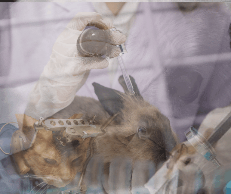 Milleproroghe, il Governo cancella dieci anni di tutele: l’Italia torna a testare sugli animali