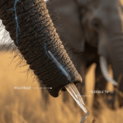 Senza baffi un elefante è cieco: i segreti tattili della proboscide