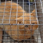 Sassari: denunciato per maltrattamento e cattura illegale di gatti
