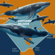 Le boe intelligenti per salvare i grandi mammiferi del Mediterraneo