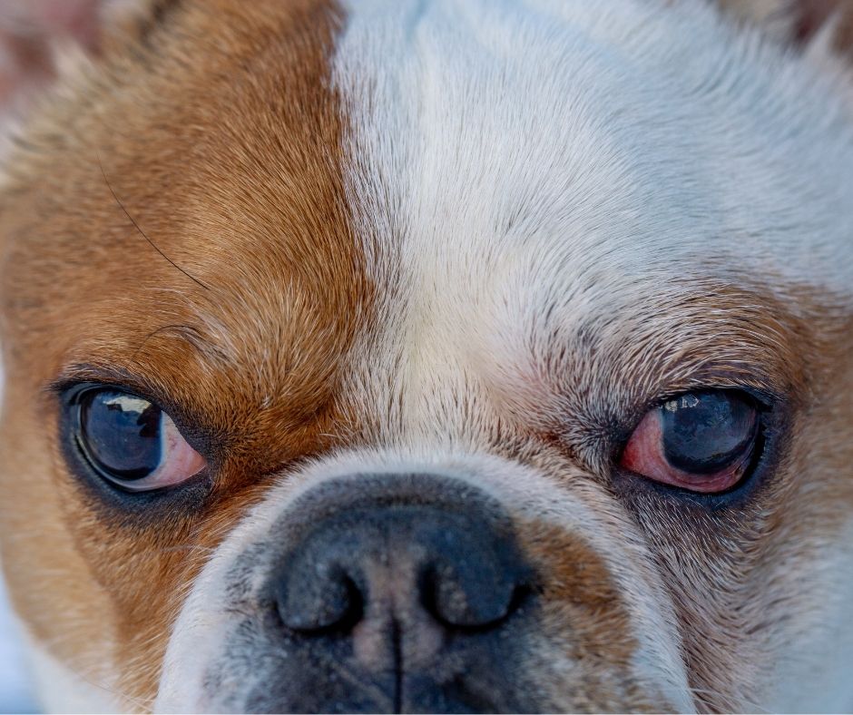Negli occhi del Cane – Primi passi verso la conoscenza del Pianeta Cane