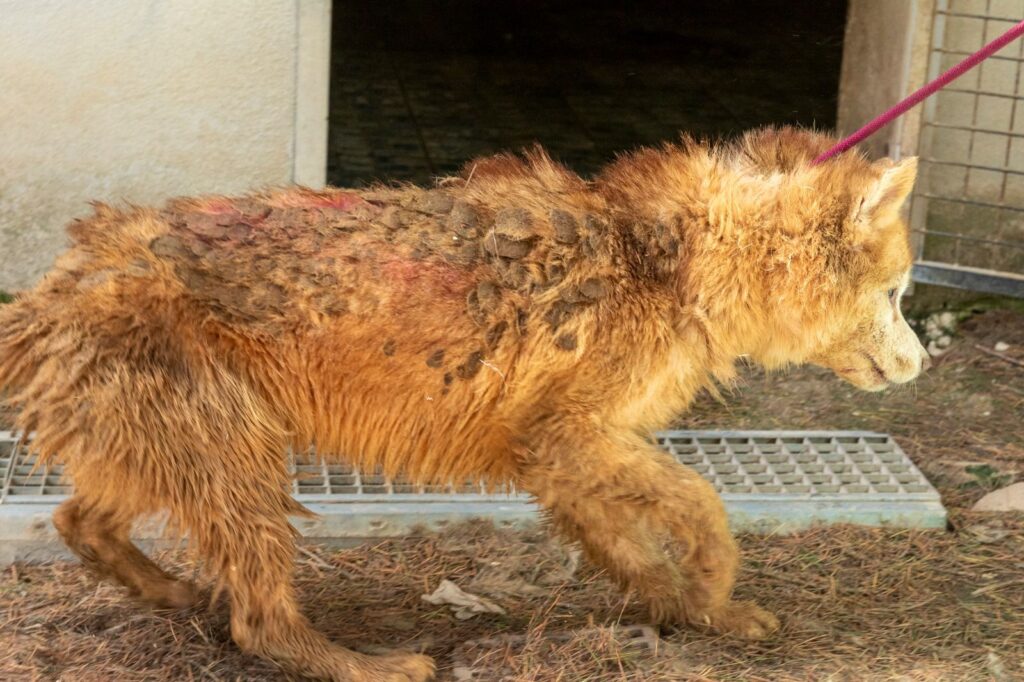 Emergenza Husky a Ponzano Romano: l’inferno non è finito