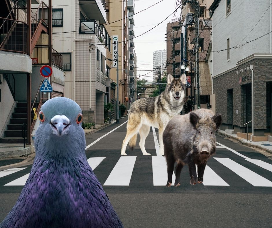 Animali di città: la fauna urbana è sempre più audace