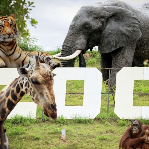 La classifica degli zoo etici per il National Geographic
