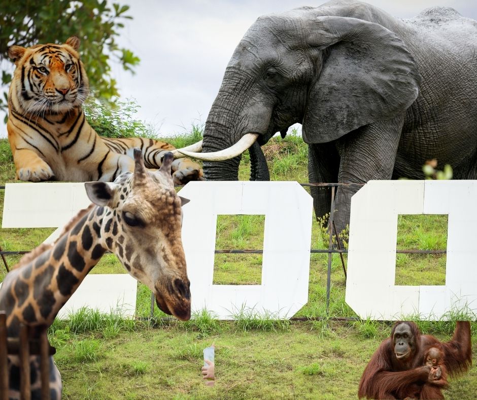 La classifica degli zoo etici per il National Geographic