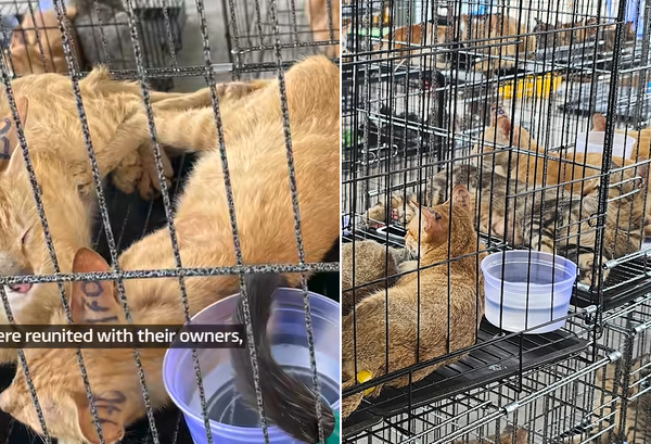 Vietnam, blitz contro il traffico di gatti: 9 arresti e 400 animali salvati