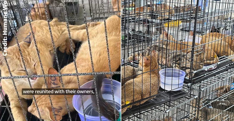 Vietnam, blitz contro il traffico di gatti: 9 arresti e 400 animali salvati