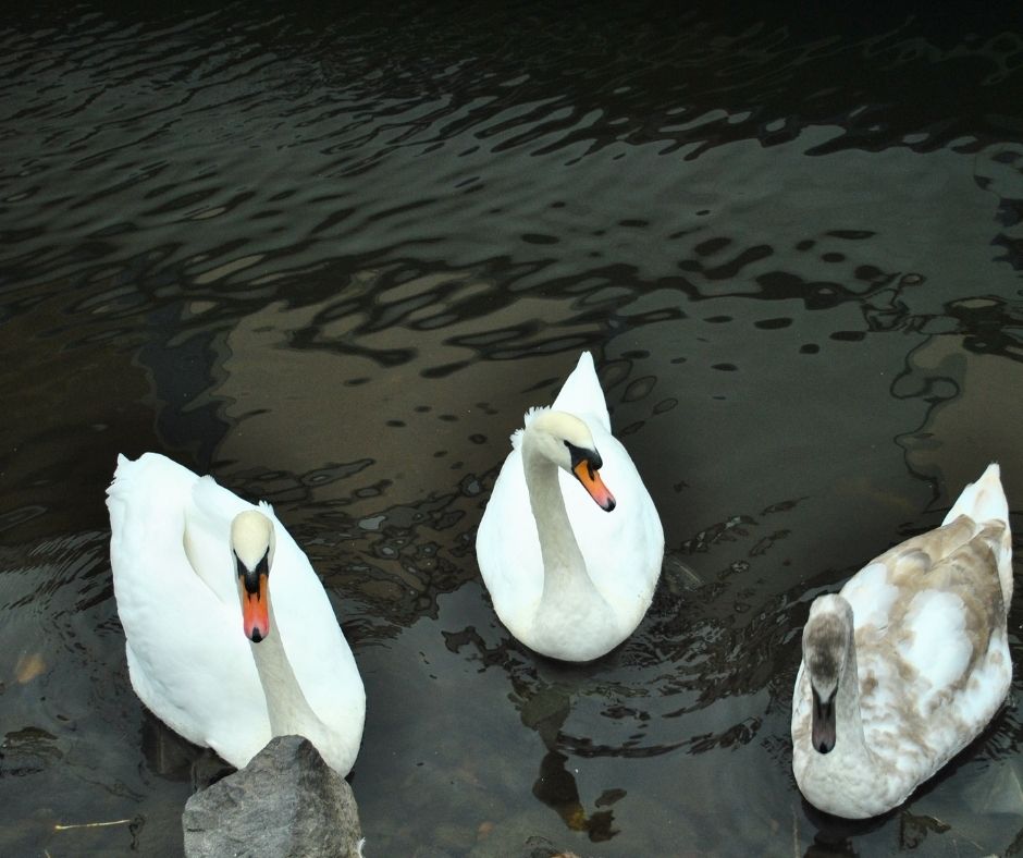 Como, Cigni a Villa Olmo : quando il rispetto delle regole diventa tutela della biodiversità