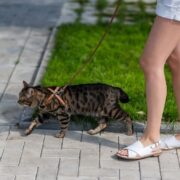 Patentino per proprietari di gatti, Ozzano apre la strada: la cura passa dalla conoscenza